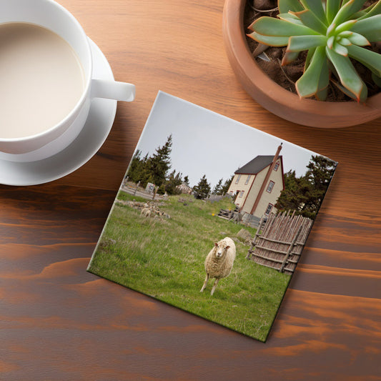 Amherst Cove Coaster